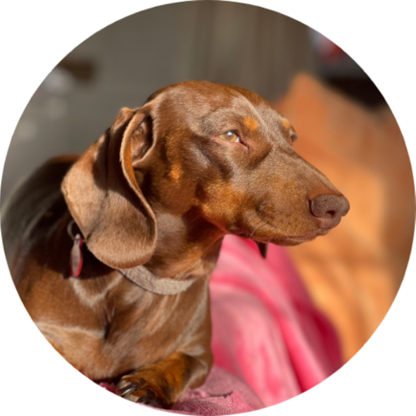 Image of Milo